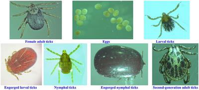 Comparative analysis of microbial communities in different growth stages of Dermacentor nuttalli